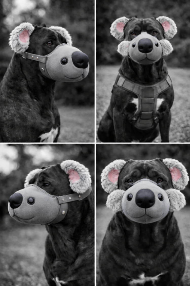 Staffordshire Bull Terrier wearing the Koool Koala muzzle