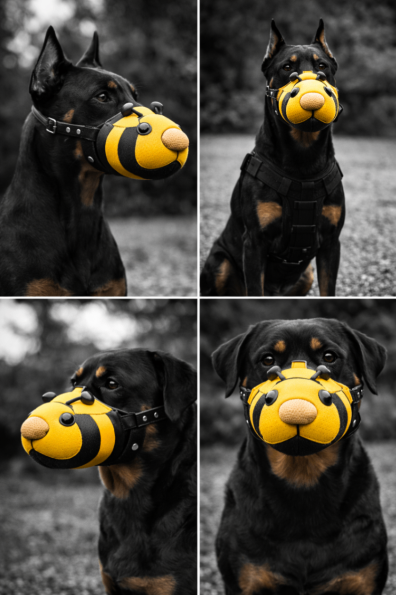 Doberman wearing the Beautiful Bumblebee muzzle